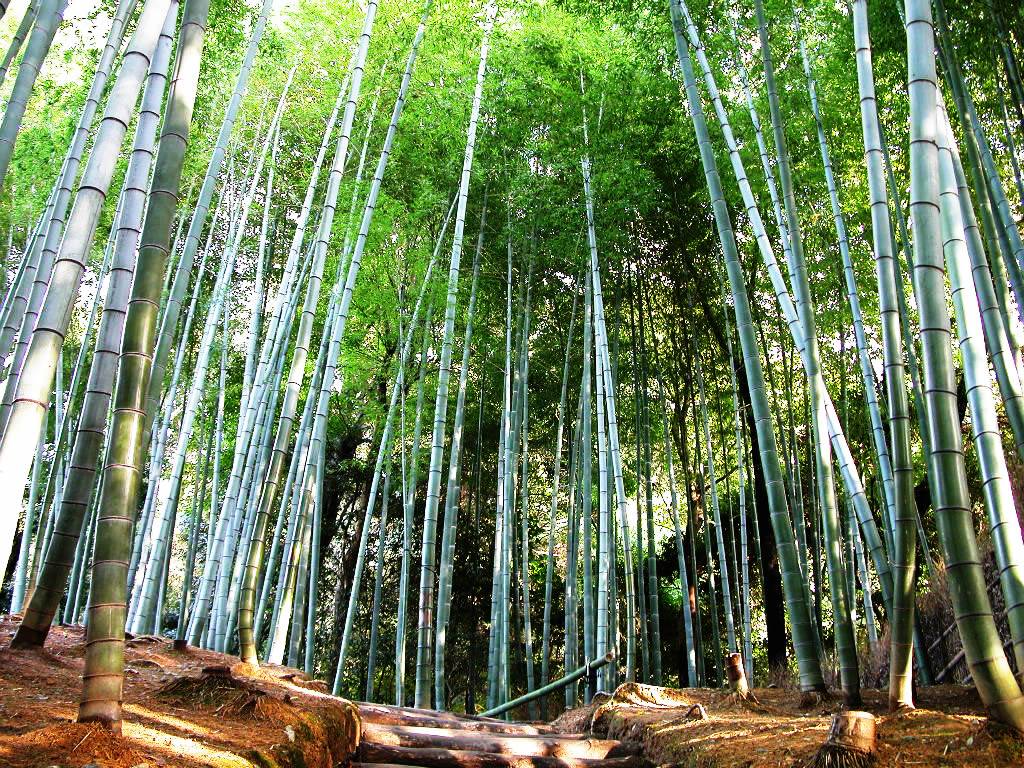 [Image: bamboo-tree.jpg]