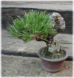 Male Pine Tree