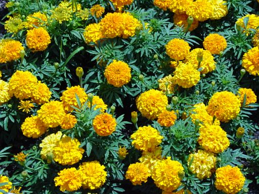 Marigolds