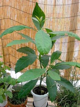 Avocado Tree