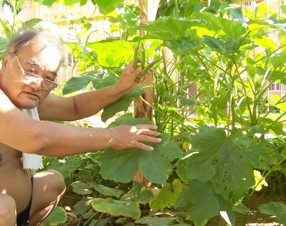 What does okra taste like?