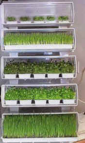 Stackable Sprouts
