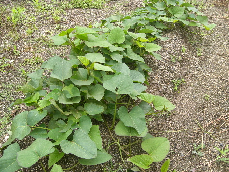 Sweet Potato Leaves