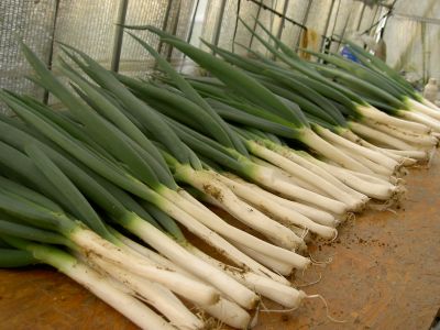 Green Onion (Scallion)