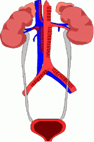 Kidney