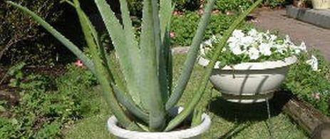 Aloe Vera in Garden