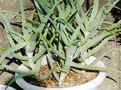 Does aloe vera help with diabetes?