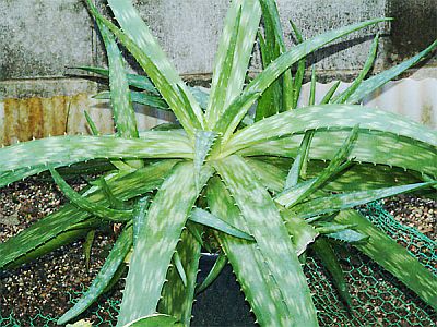 Aloe Vera