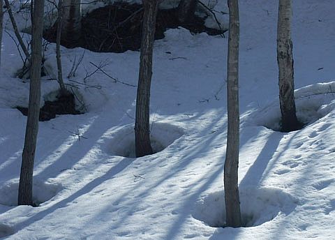 Bamboo tree melting the snow