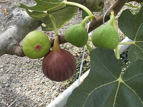 Fig Fruits