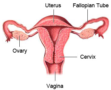 Uterus