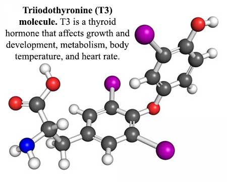 T3 Thyroid Hormone