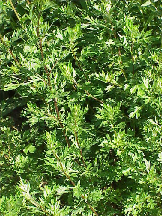 Artemisia Vulgaris