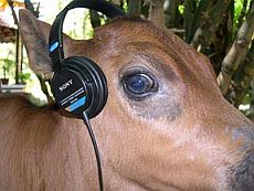 Cow with Headphones