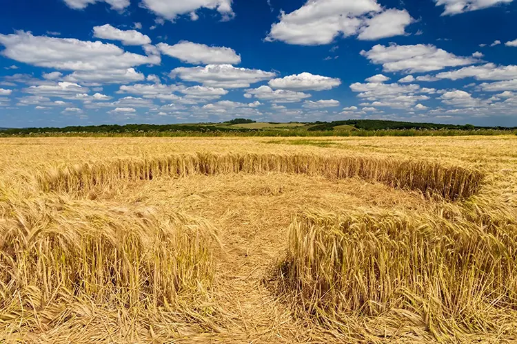 Crop Circles