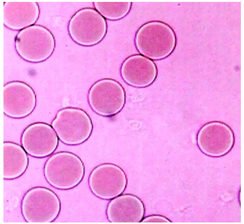 Healthy blood with sufficient enzymes