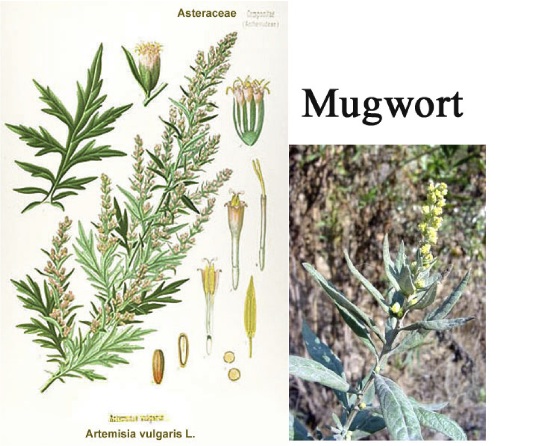 Mugwort