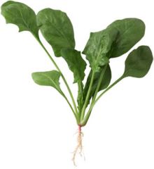 Spinach