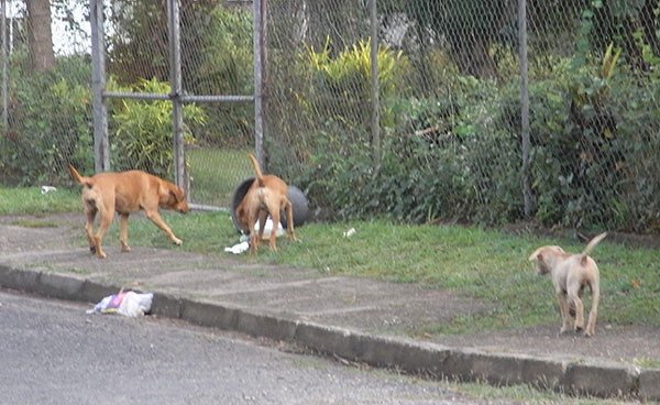 Stray Dogs