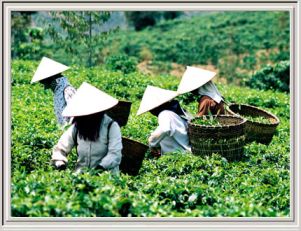 Tea Harvest