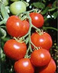 Tomato