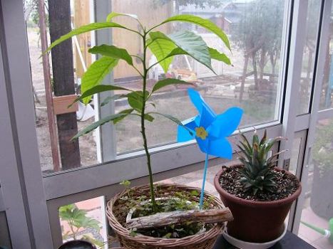 Avocado Tree