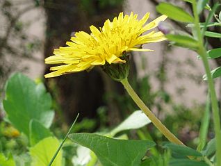 Dandelion