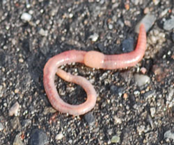 Earthworm