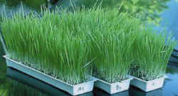 Easy Green Wheat Grass