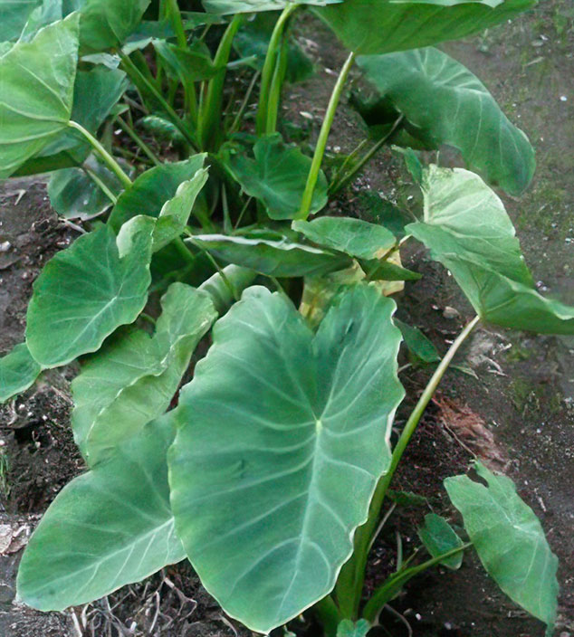 Taro plant