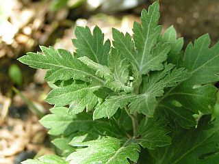 Mugwort