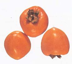 Persimmon