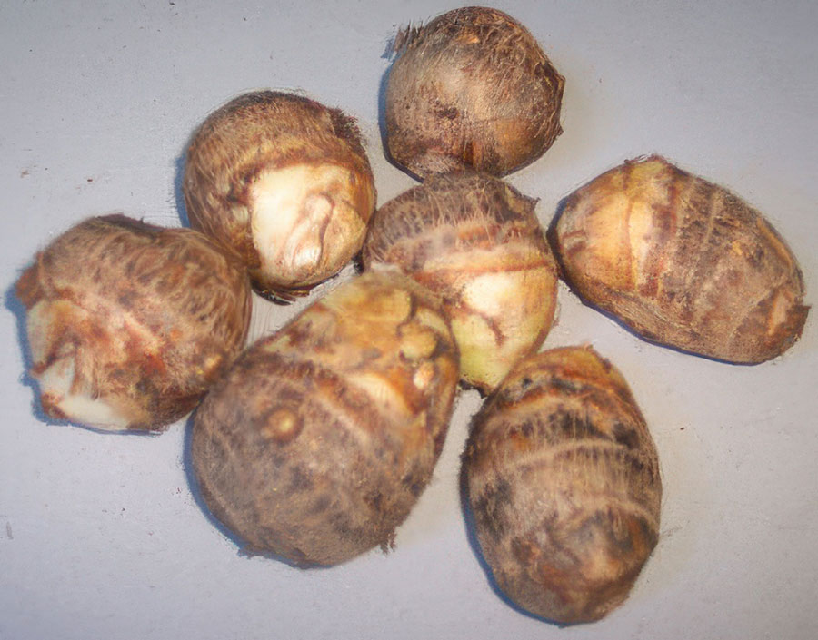 Taro tubers