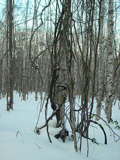 Vine Tree