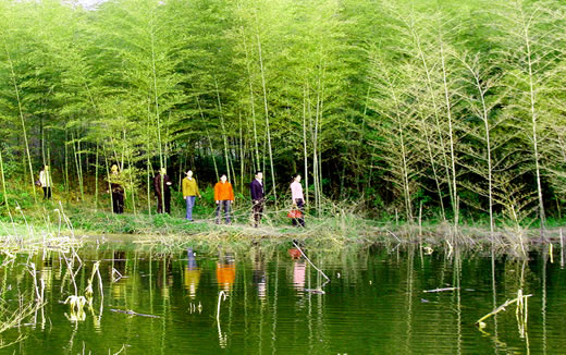 Bamboo Grove