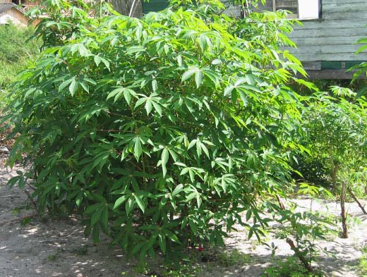 Cassava Leaves