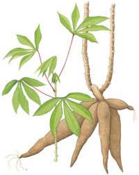 Cassava Plant