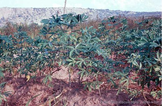 Cassava Plant