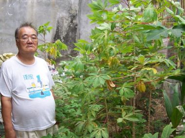 Mr. Takano and the cassava plants
