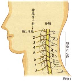 Cervical Vertebrae Bones