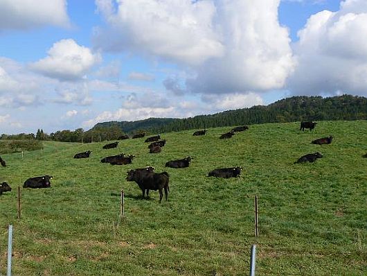 Magnetic Sense of Cattles