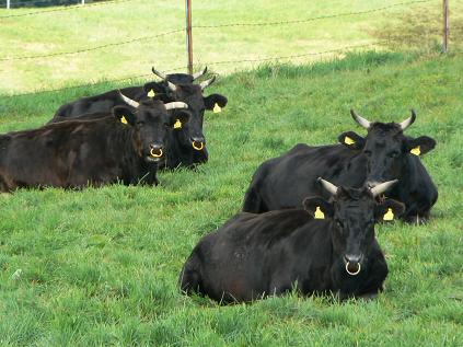 Magnetic Sense of Cattles