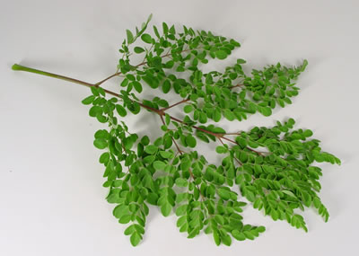 Moringa Leaves