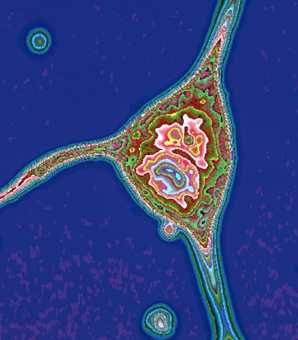 Nerve Cells via MRI