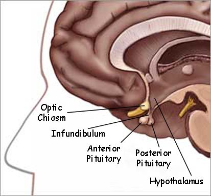 Pituitary Gland