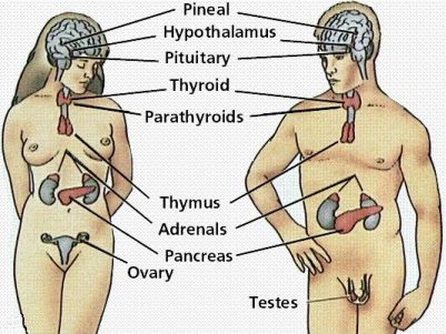 Pituitary Gland Damages the Internal Organs