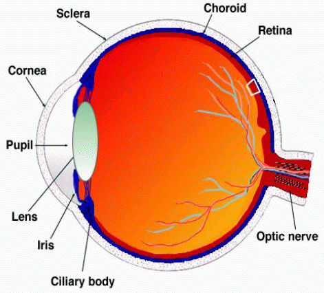 Retina