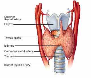 Thyroid Gland