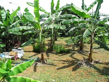 Banana Trees