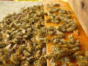 Colony Collapse Disorder